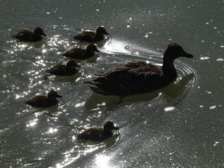 Una familia de patos se refrescan este martes en el parque de El Retiro en Madrid. Hoy los termómetros seguirán reflejando valores máximos por encima de los 30 grados a excepción de algunos puntos del norte peninsular. EFE/ Chema Moya