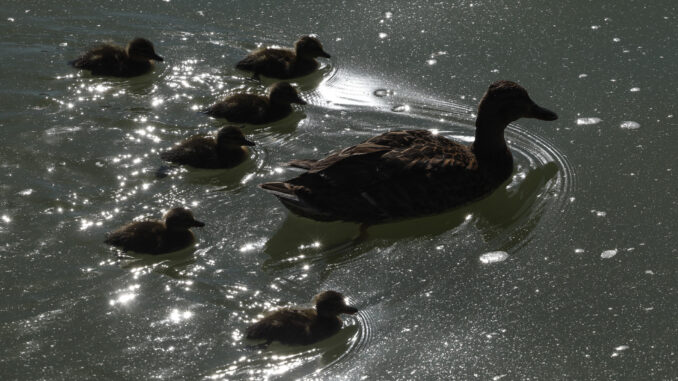 Una familia de patos se refrescan este martes en el parque de El Retiro en Madrid. Hoy los termómetros seguirán reflejando valores máximos por encima de los 30 grados a excepción de algunos puntos del norte peninsular. EFE/ Chema Moya
