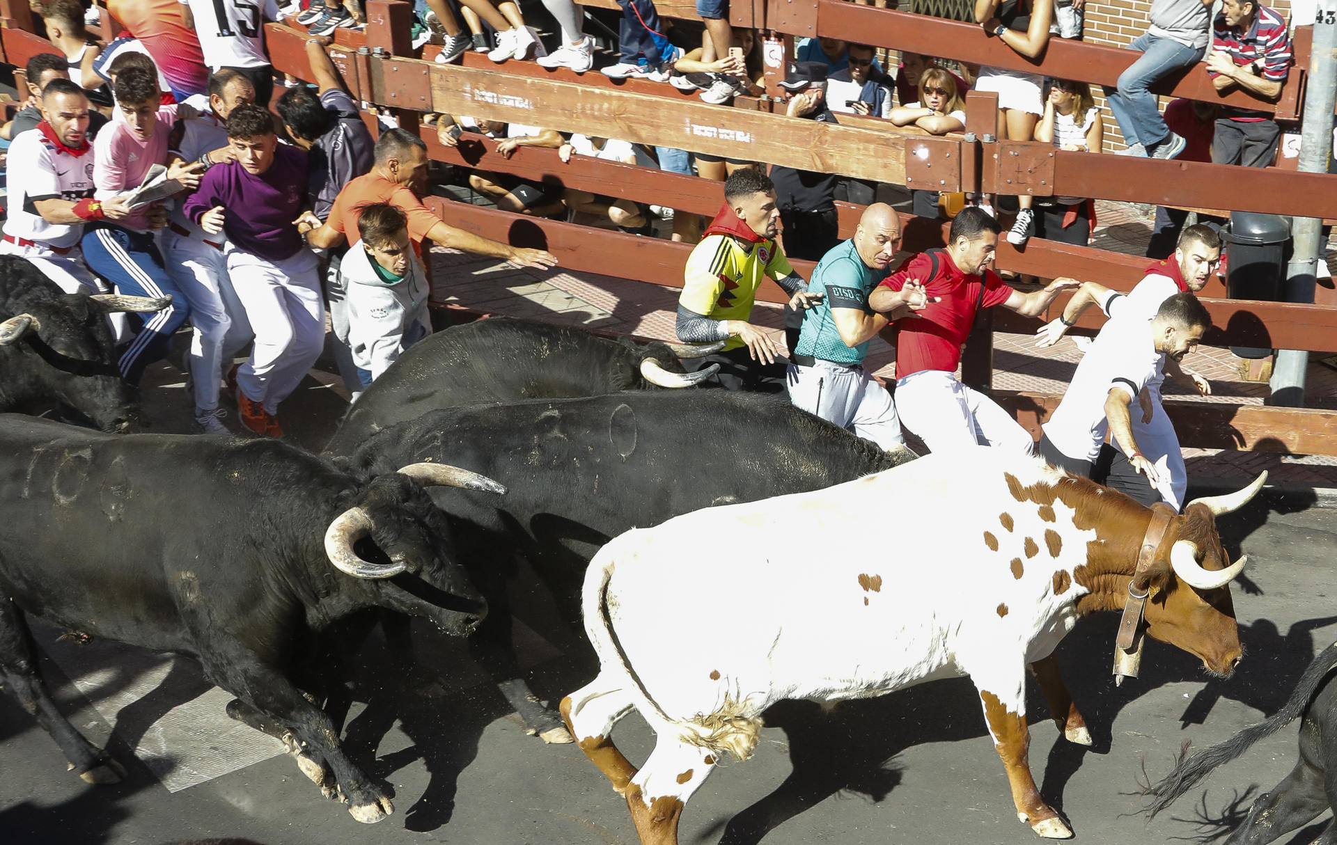 Vista del encierro de las fiestas de San Sebastián de los Reyes, este jueves. El cuarto y muy disgregado encierro de San Sebastián de los Reyes ha concluido con dos heridos leves por caídas durante la carrera, que básicamente han dejado raspones que ya han tratado los sanitarios en la propia manga del encierro .  EFE/ David Fernández
