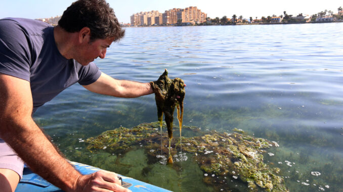 Fotografía facilitada por la Fundación BBVA del periodista de La Verdad de Murcia Miguel Ángel Ruiz Parra en el Mar Menor. EFE
