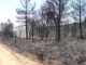 Fotografía de archivo de la sierra de la Culebra en Zamora tras el incendio que arrasó la zona, en 2022. EFE/Mariam A. Montesinos