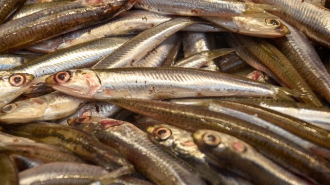 Boquerones en un puesto del Mercado Central de Málaga.  Las poblaciones de sardina y boquerón, pequeños peces pelágicos muy presentes en el mar Mediterráneo, "tienden a recuperarse, pero muy poco a poco", ya que continúan bajo las amenazas persistentes de la contaminación, la pesca y el cambio climático. EFE/ Irene Martín Morales
