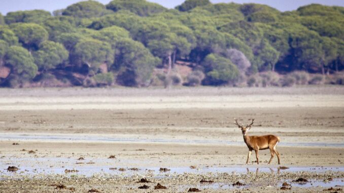 En la imagen de archivo, un ciervo paseando por la marismas del Parque Nacional de Doñana (Huelva). EFE/ Julián Pérez
