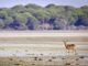 En la imagen de archivo, un ciervo paseando por la marismas del Parque Nacional de Doñana (Huelva). EFE/ Julián Pérez