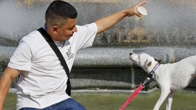 Un perro se refresca para mitigar el calor en Bilbao. EFE/Luis Tejido
