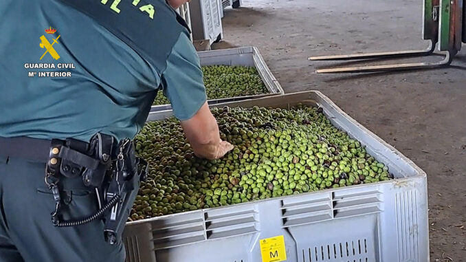 La Guardia Civil ha intervenido más de 91 toneladas de aceitunas y 400 litros de aceite de etiquetado falso en seis localidades sevillanas e investiga a treinta personas por robo, falsedad documental y estafa, ha informado en un comunicado. EFE/Guardia Civil***SOLO USO EDITORIAL/SOLO DISPONIBLE PARA ILUSTRAR LA NOTICIA QUE ACOMPAÑA (CRÉDITO OBLIGATORIO)***
