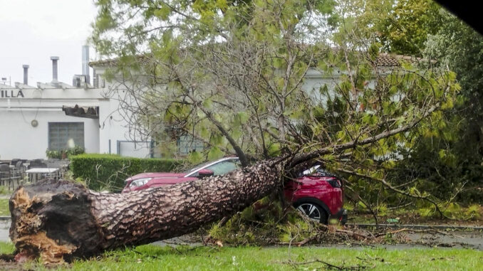 Varios arboles de grandes dimensiones caídos por el fuerte temporal de viento sobre distintos coches en el barrio de la Motilla en Dos Hermanas(Sevilla) y que impiden el acceso al trafico a este barrio. EFE /Isabel Díaz-Rus