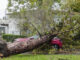 Varios arboles de grandes dimensiones caídos por el fuerte temporal de viento sobre distintos coches en el barrio de la Motilla en Dos Hermanas(Sevilla) y que impiden el acceso al trafico a este barrio. EFE /Isabel Díaz-Rus