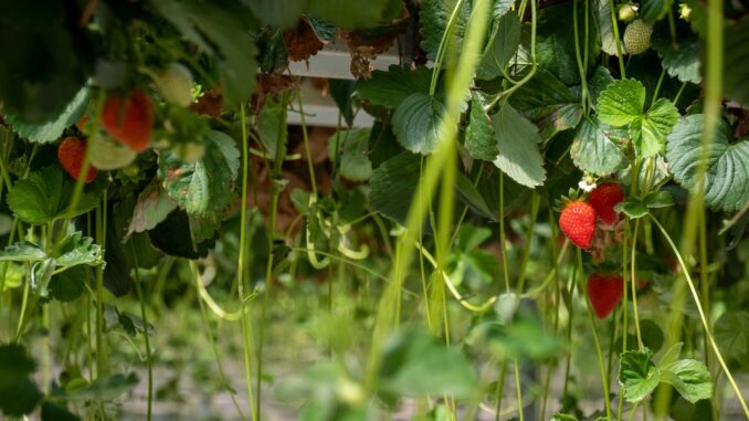 Cultivo de fresas en una finca ubicada en Moguer (Huelva), en una imagen de archivo. EFE/Julián Pérez
