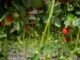 Cultivo de fresas en una finca ubicada en Moguer (Huelva), en una imagen de archivo. EFE/Julián Pérez