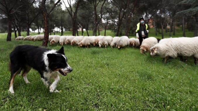 Madrid resalta la importancia de conservar el campo con medidas naturales y tradicionales como el pastoreo preventivo entre otras. EFE/Mariscal
