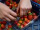 Una operaria prepara tarrinas de fresas en una imagen de archivo. EFE/Julián Pérez