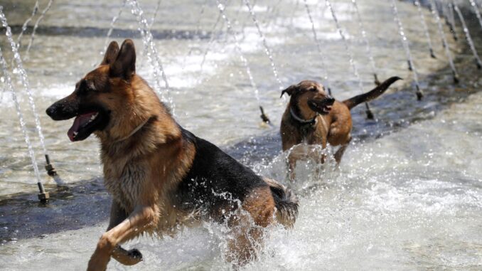 Dos perros juegan dentro de una fuente, en una imagen de archivo. EFE/Javier Lizón
