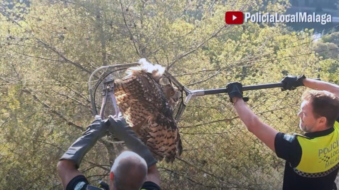 Un ejemplar de búho real que se encontraba atrapado en la parte superior de una alambrada en la subida a la presa de El Limonero en  Málaga ha sido liberado por la Policía Local y trasladado al Centro de Recuperación de Especies Amenazadas.EFE/Policía Local de Málaga //SOLO USO EDITORIAL/SOLO DISPONIBLE PARA ILUSTRAR LA NOTICIA QUE ACOMPAÑA (CRÉDITO OBLIGATORIO)//
