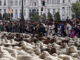 Miles de ovejas conducidas por pastores este domingo por las calles de la capital para celebrar la XXX edición de la Fiesta de la Trashumancia. En la imagen, el rebaño a su paso por la Plaza de Cibeles. EFE/Gema García