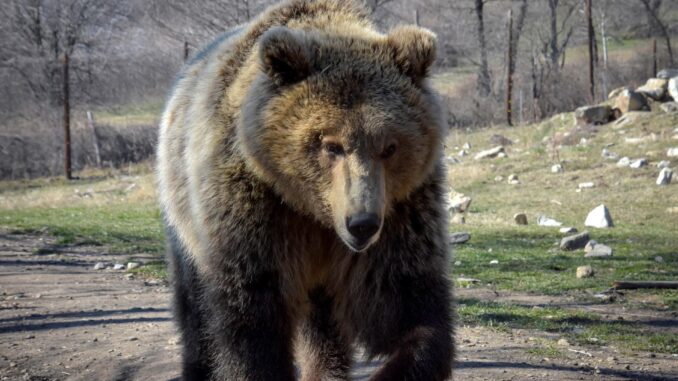 Imagen de archivo de un oso pardo. EFE/Manuel Moncada
