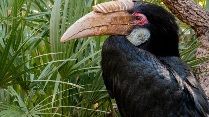 Una hembra de cálao gorginegro, una especie amenazada por la caza furtiva que ha llegado procedente de Bélgica al zoológico Bioparc de Fuengirola (Málaga). EFE
