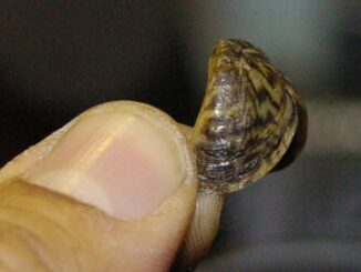 Imagen de archivo de un mejillón cebra (Dreissena polymorpha). EFE/Javier Cebollada