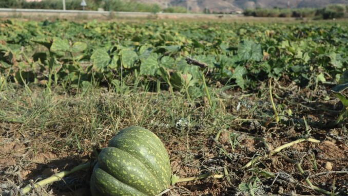 Vista de un campo de calabazas, en una fotografía de archivo. EFE/Javier Otazu
