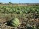 Vista de un campo de calabazas, en una fotografía de archivo. EFE/Javier Otazu