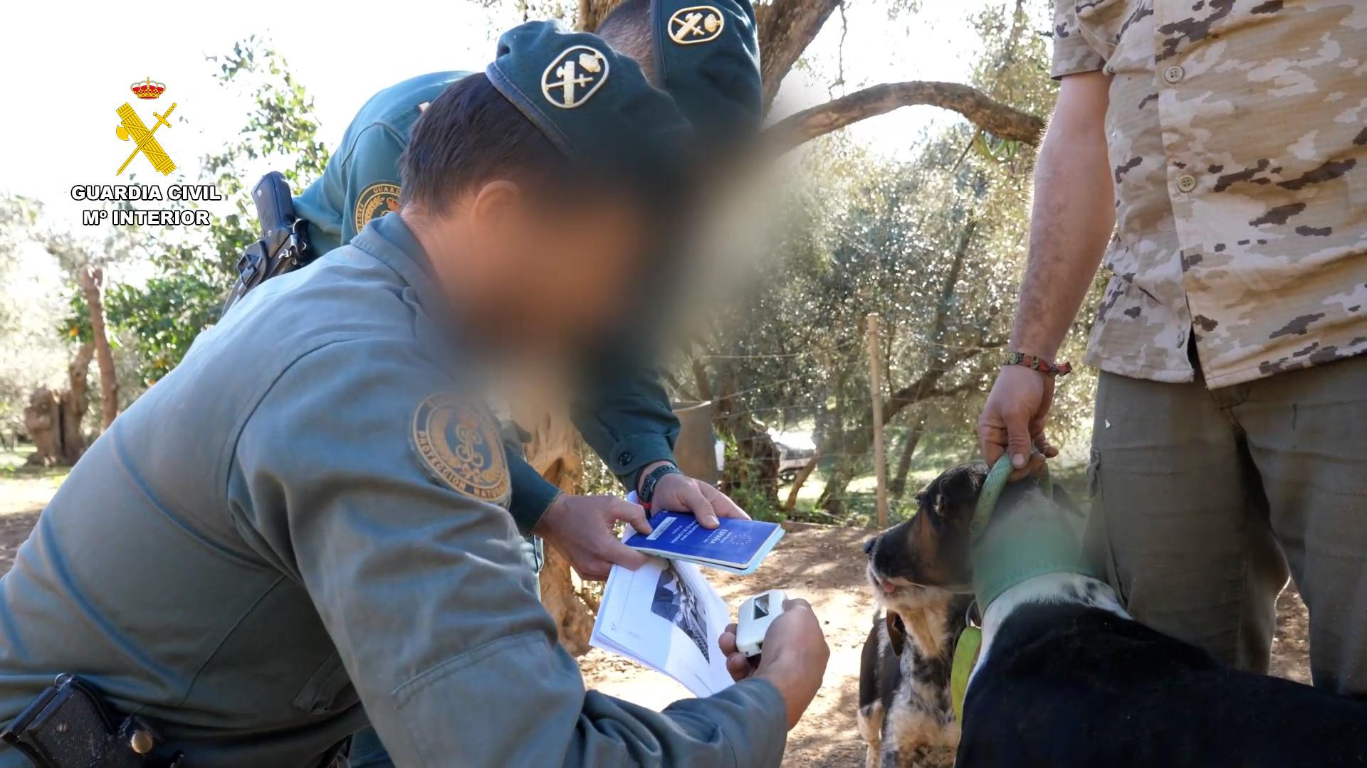 La Guardia Civil, en el marco de la operación “Raviches-Severed Ear”, ha investigado a 58 propietarios de rehalas de perros por haber mutilado ilegalmente a 1.111 perros a los que les cortaron las orejas y los rabos en Almería, Granada, Málaga, Jaén,Córdoba y Sevilla.EFE/Guardia Civil.//SOLO USO EDITORIAL/SOLO DISPONIBLE PARA ILUSTRAR LA NOTICIA QUE ACOMPAÑA (CRÉDITO OBLIGATORIO)//
