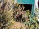 Imagen de archivo de la suelta de un ejemplar de lince ibérico en el Parque Nacional de Cabañeros. EFE/ Mariano Cieza