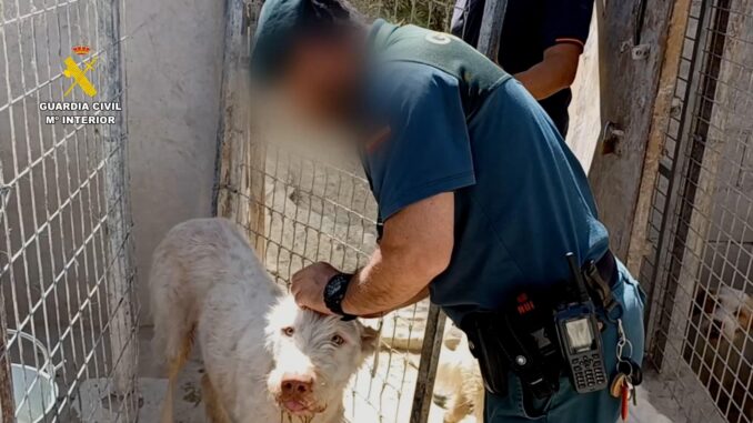 La Guardia Civil, en el marco de la operación “Raviches-Severed Ear”, ha investigado a 58 propietarios de rehalas de perros por haber mutilado ilegalmente a 1.111 perros a los que les cortaron las orejas y los rabos en Almería, Granada, Málaga, Jaén,Córdoba y Sevilla.EFE/Guardia Civil.//SOLO USO EDITORIAL/SOLO DISPONIBLE PARA ILUSTRAR LA NOTICIA QUE ACOMPAÑA (CRÉDITO OBLIGATORIO)//
