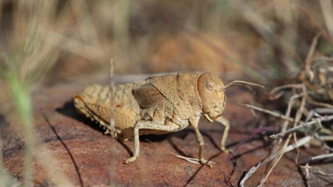 El saltamontes de la llanura de Crau (Prionotropis rhodanica), en peligro crítico, es endémico de la estepa de Crau, en el sur de Francia. Está amenazada por los cambios en el régimen de pastoreo de su hábitat. Crédito: Axel Hochkirch, CC0
