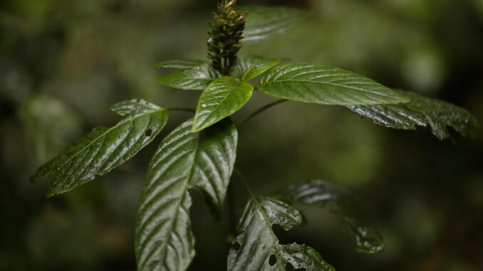 Fotografía de archivo de las hojas de una planta. EFE/Bienvenido Velasco
