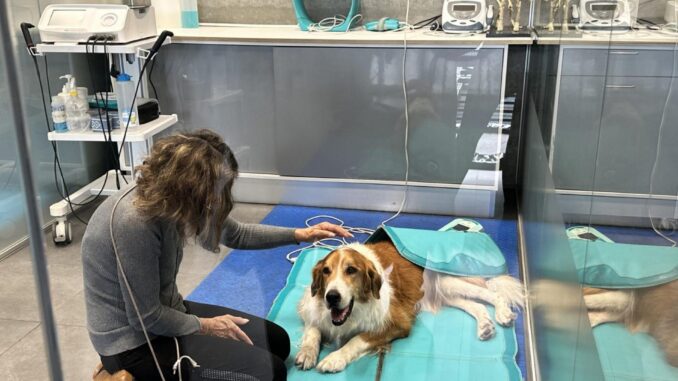 Un perro se somete a un tratamiento de calor en el hospital de alta especialización AniCura Vetsia, ubicado en la localidad madrileña de Leganés. EFE/Lucía Miranda
