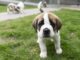 Un cachorro de San Bernardo en una imagen de archivo. EFE/Thomas Delley