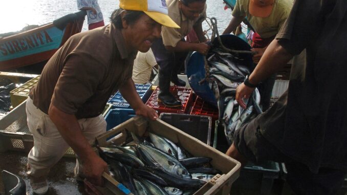 Fotografía de archivo en la que se registró a un grupo de pescadores artesanales, durante su faena de recolección, en el Puerto de Ilo, en el departamento de Moquegua, al sur de Perú. La pesca en Perú se redujo un 21 % en los primeros diez meses del año. EFE/Sergio Urday
