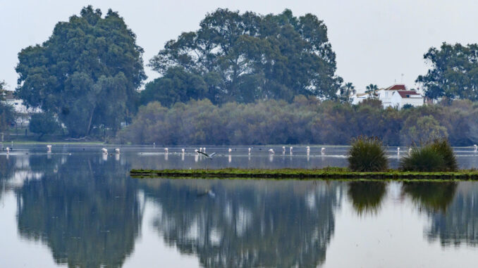 Vista de las marismas junto a la aldea de El Rocío en el Parque Nacional de Doñana, en una fotografía de archivo. EFE/ Raúl Caro
