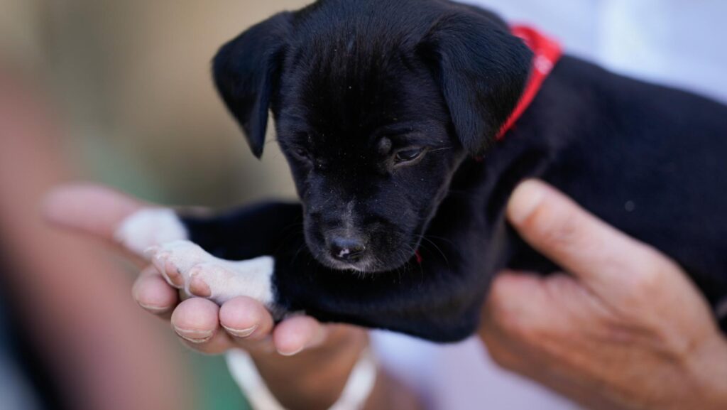 La Comunidad de Madrid destina 2,3 millones de euros anuales para la adopción de animales y la prevención de abandono