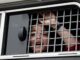 Foto archivo. Una mujer detenida por la Guardia Nacional rusa observa desde la ventana de un vehículo durante una manifestación en apoyo a periodista ruso detenido.EFE/ Yuri Kochetkov