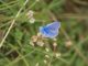 Las poblaciones de mariposas de Cataluña, en el norte de España, regulan mejor que las del Reino Unido su temperatura corporal tomando el sol, pero el aumento de la temperatura global debido al cambio climático puede aumentar el riesgo de extinción de las mariposas españolas. Imagen: Andrew Bladon/Universidad de Cambridge