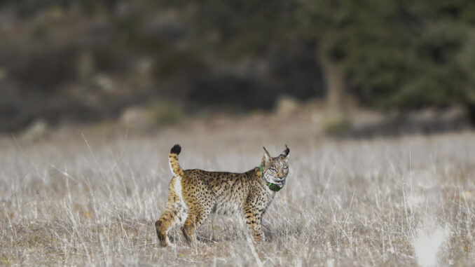 Imagen de archivo de un lince ibérico. EFE/Jesús Monroy
