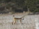 Imagen de archivo de un lince ibérico. EFE/Jesús Monroy