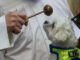 Un párroco bendice a un perro durante la celebración de San Antón, el patrón de los animales, que se celebra este miércoles en Madrid. EFE/ Fernando Alvarado