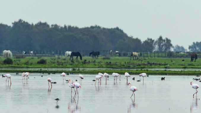 Vista de las Marismas del Rocío en el Parque Nacional de Doñana, en una imagen de archivo. EFE/ Raúl Caro
