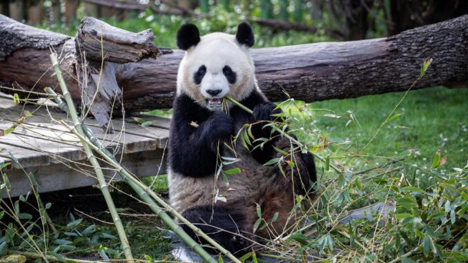 La osa Chulina come en el recinto de los osos panda del Zoo de Madrid. EFE/Rodrigo Jiménez
