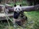 La osa Chulina come en el recinto de los osos panda del Zoo de Madrid. EFE/Rodrigo Jiménez