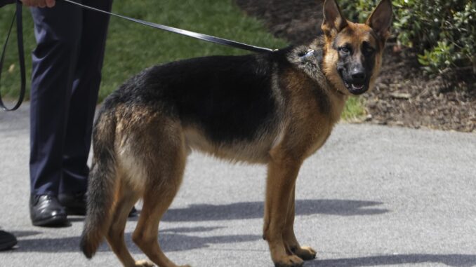 Imagen de Archivo de Commander, el perro del presidente estadounidense Joe Biden y la primera dama Jill Biden, en el jardín sur de la Casa Blanca.
EFE/EPA/Oliver Contreras / POOL
