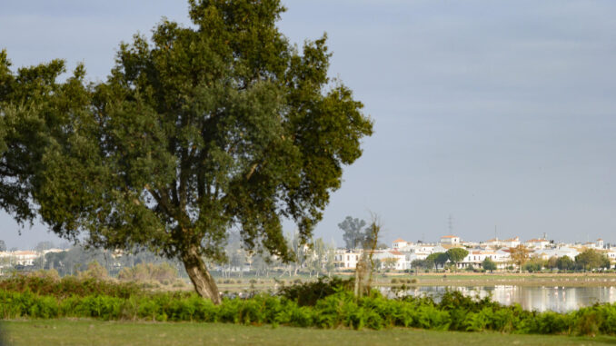 Vista de las marismas junto a la aldea de El Rocío en el Parque Nacional de Doñana, en una fotografía de archivo. EFE/ Raúl Caro
