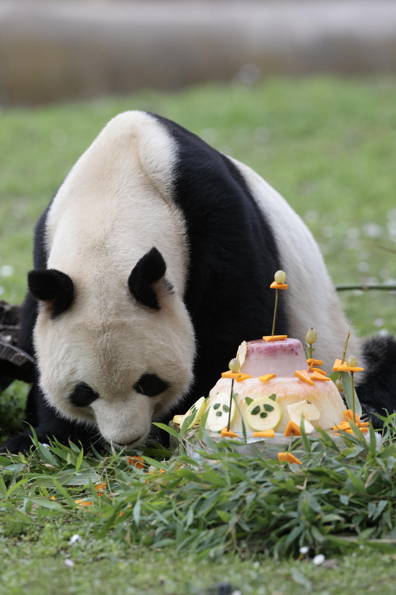 Bing Xing, uno de los cinco ejemplares de oso panda gigante que viven en el zoológico de Madrid, el único lugar de España que acoge a pandas gigantes, come una tarta. EFE/ ZIPI
