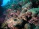 Fotografía cedida por el científico del Instituto de Acuicultura de Torre de la Sal (IATS-CSIC), Diego Kersting, de la especie de coral Cladocora caespitosa en la bahía de Illa Grossa, en las islas Columbretes. EFE