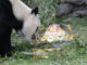 Bing Xing, uno de los cinco ejemplares de oso panda gigante que viven en el zoológico de Madrid, el único lugar de España que acoge a pandas gigantes, come una tarta. EFE/ ZIPI