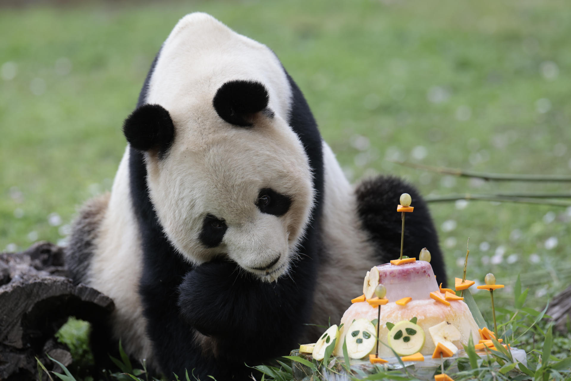 Bing Xing, uno de los cinco ejemplares de oso panda gigante que viven en el zoológico de Madrid, el único lugar de España que acoge a pandas gigantes, come una tarta. EFE/ ZIPI
