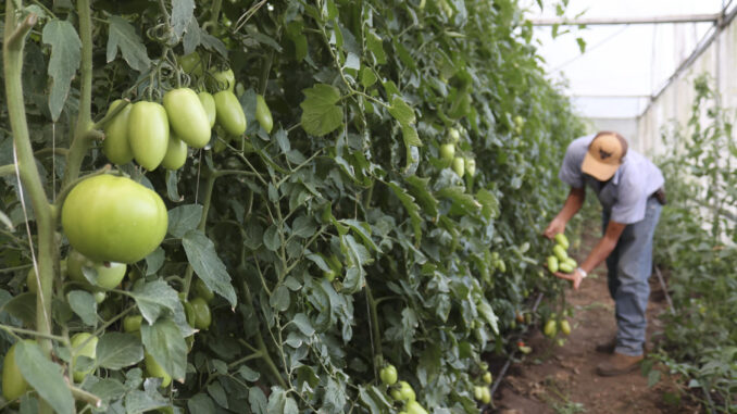 Fotografía de archivo donde se ve a un agricultor cosechando tomates en una finca en Chiriquí (Panamá). EFE/ Marcelino Rosario
