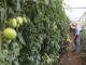 Fotografía de archivo donde se ve a un agricultor cosechando tomates en una finca en Chiriquí (Panamá). EFE/ Marcelino Rosario